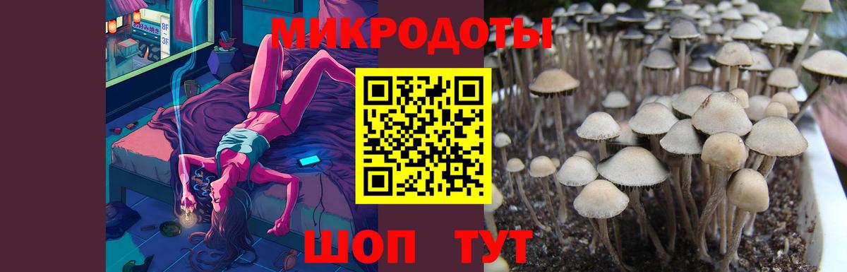 Галлюциногенные грибы Psilocybine cubensis Лесной